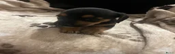 Mixed Breed dogs for sale: 8 Puppies for sale!  - Advert 35