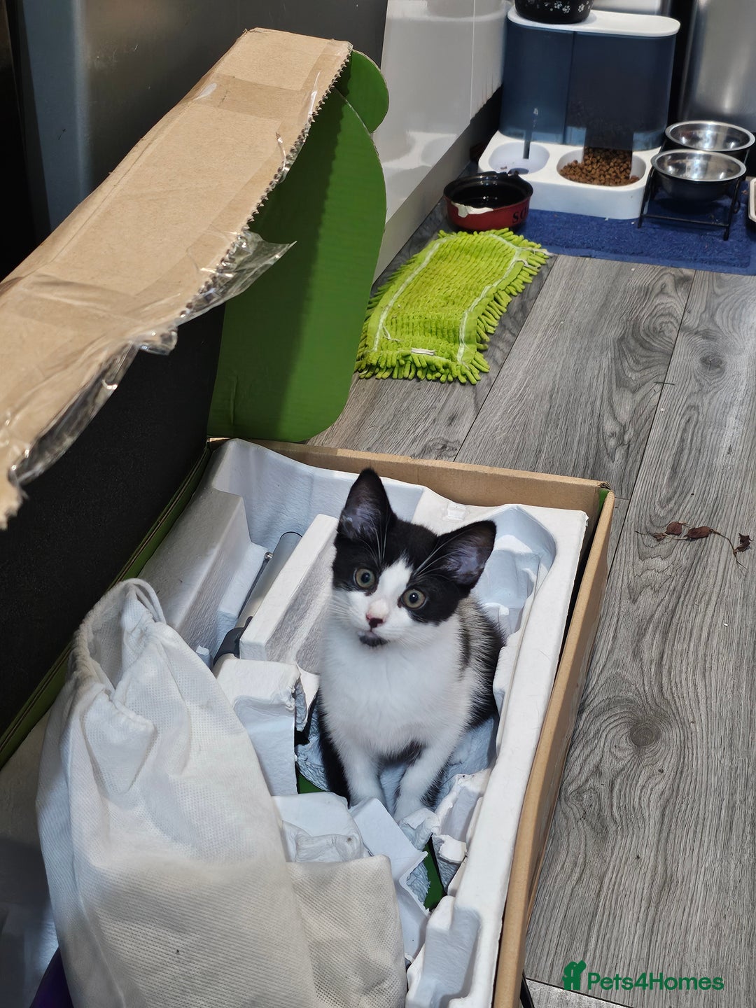 Mixed Breed cats for sale: 2 beautiful Maine Coon mix kittens  - Image 7