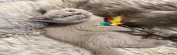 British Shorthair cats for sale: Supreme Champion Line British Shorthair Kittens - Advert 14