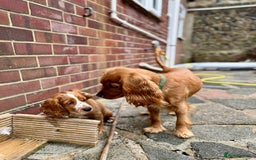 Mixed Breed dogs for sale: Cockalier, Springer Spaniel looking for a new home - Image 13