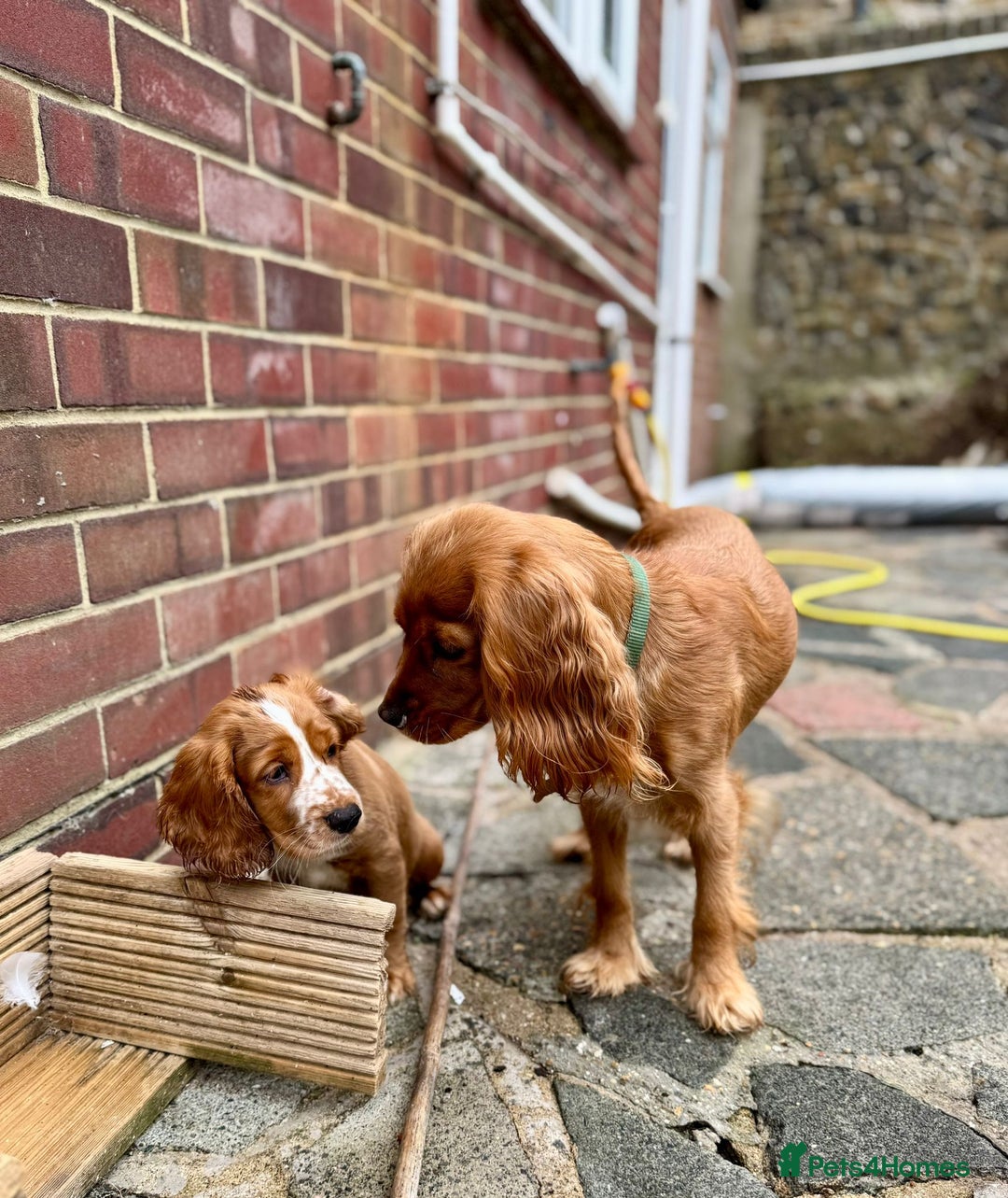 Mixed Breed dogs for sale: Cockalier, Springer Spaniel looking for a new home - Image 13