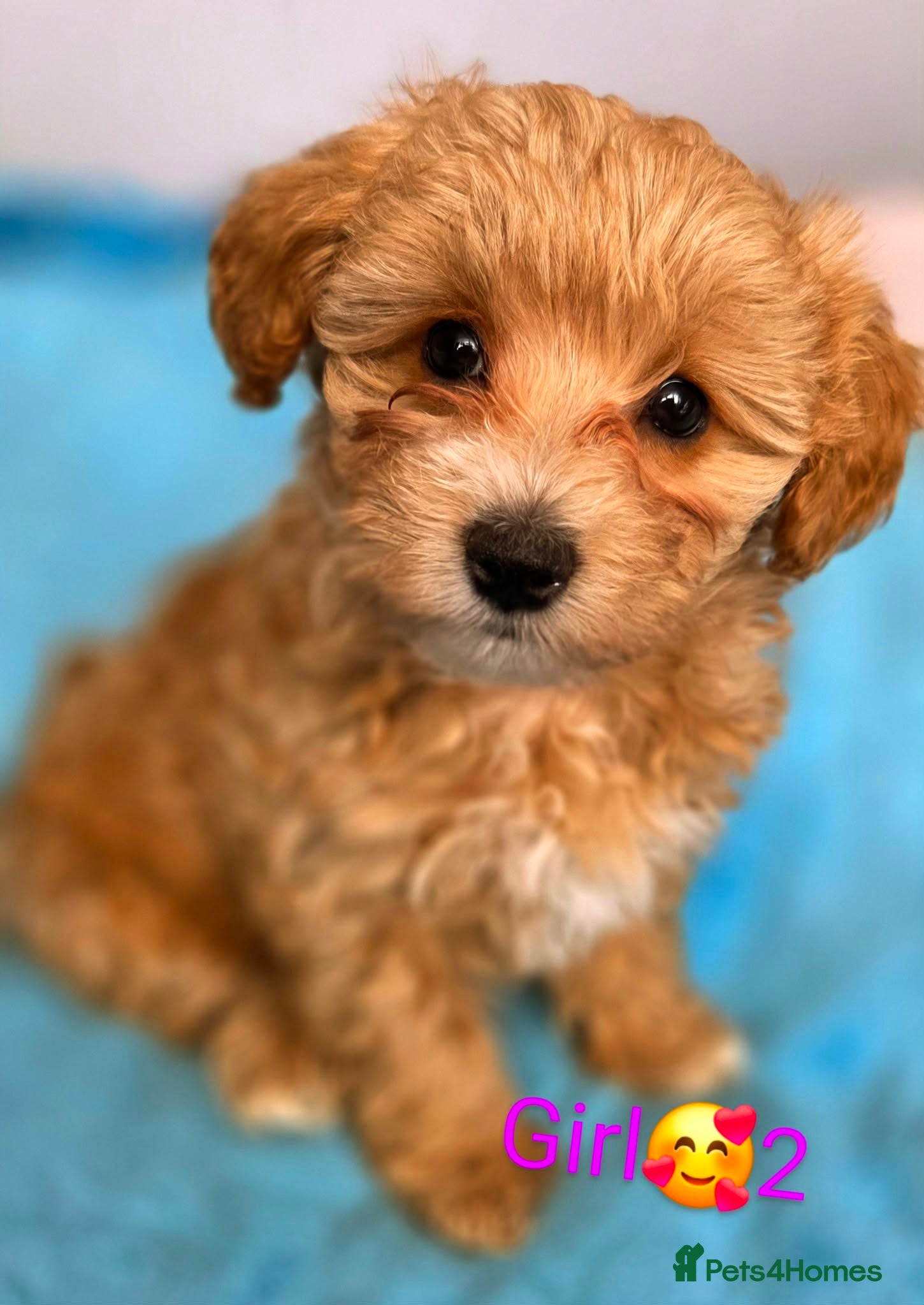 Maltipoo dogs Beautiful Maltipoo puppies - Advert 2