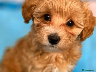Maltipoo dogs Beautiful Maltipoo puppies - Advert 2