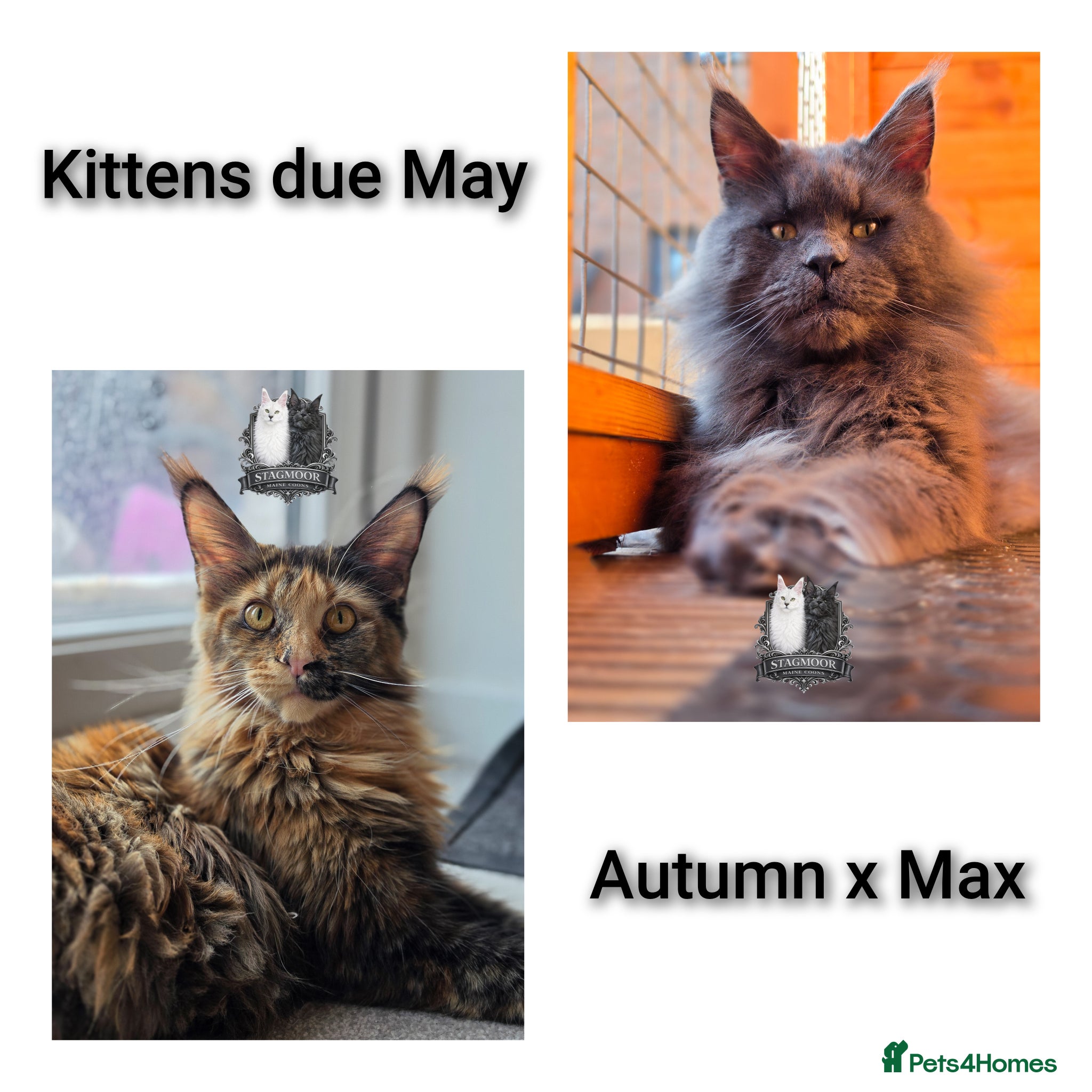 Maine Coon cats Exceptional Maine Coon Litter Due 21st May  - Advert 1