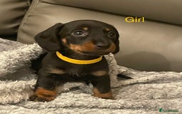 Miniature Dachshund dogs for sale: Roxy has had 6 Miniture dachshunds  - Image 4