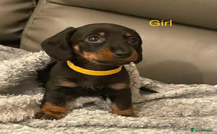 Miniature Dachshund dogs - Advert 5