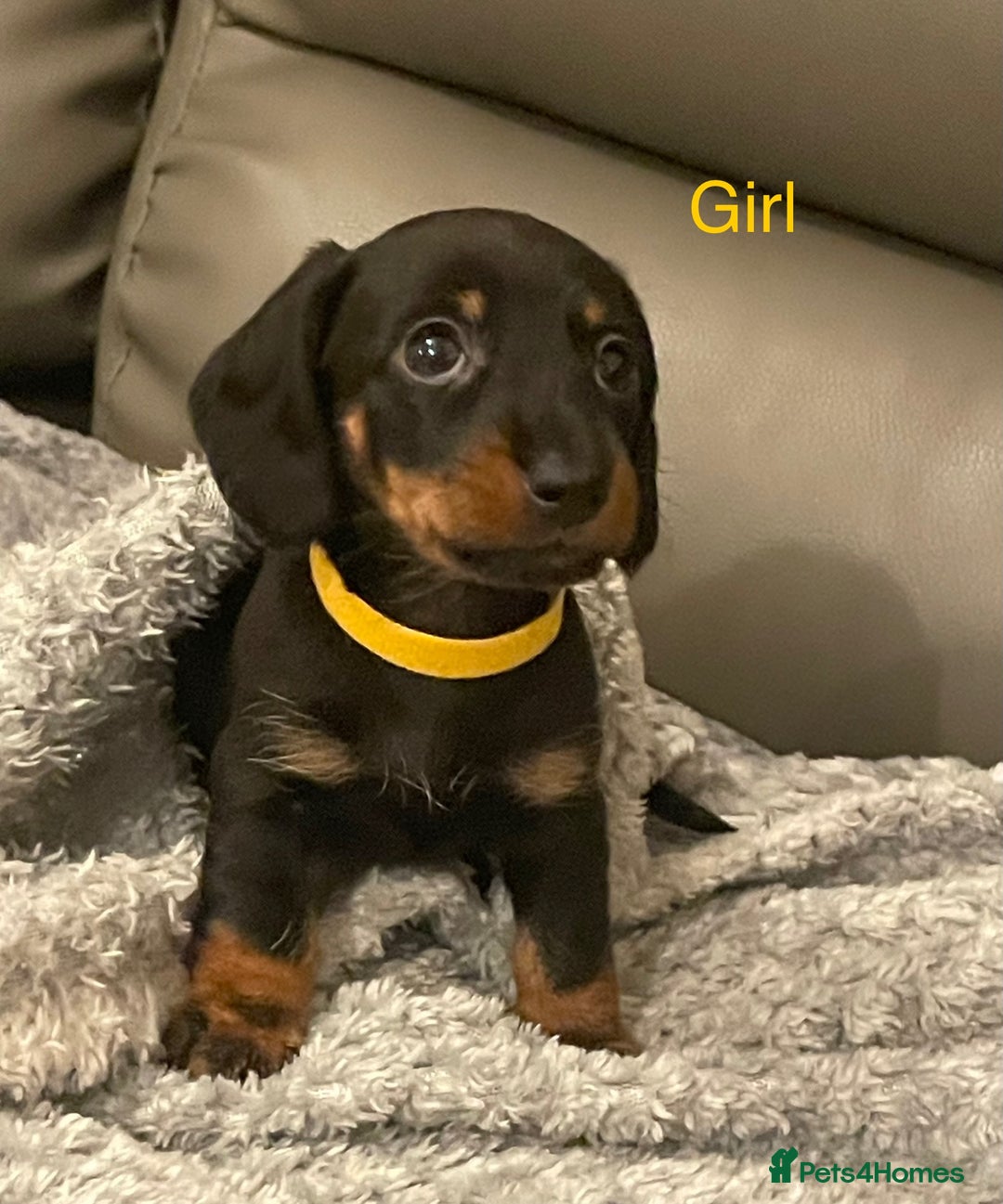 Miniature Dachshund dogs for sale: Roxy has had 6 Miniture dachshunds  - Image 4