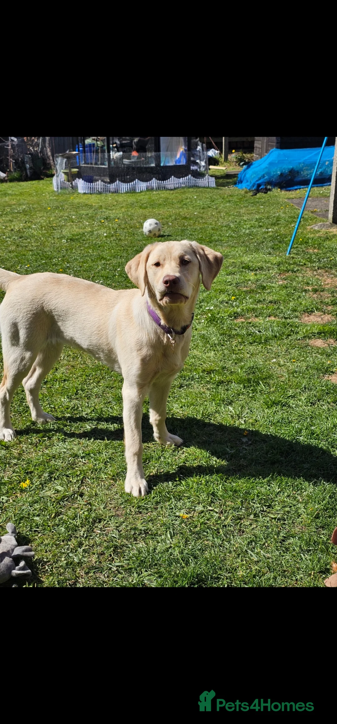 Labrador Retriever dogs for sale: 6 Month old Labrador Retriever  - Advert 2