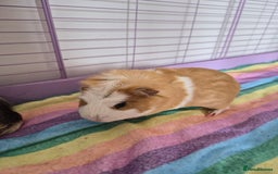 Guinea Pig rodents for sale: Two Male Guinea Pigs - Image 2