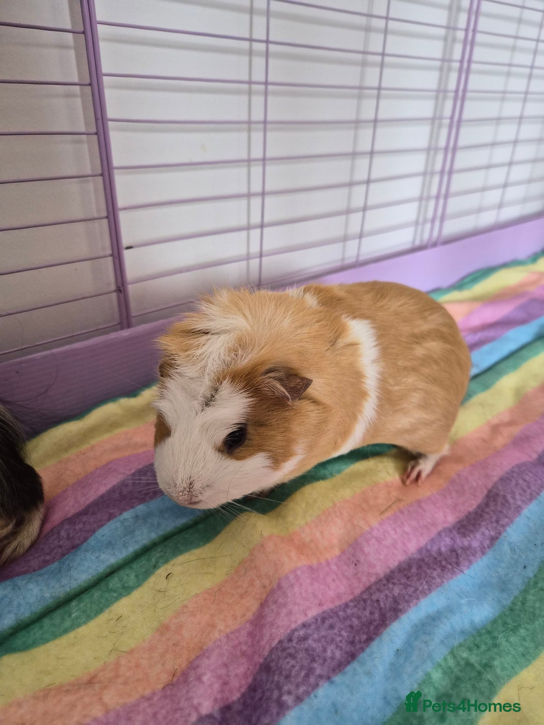 Guinea Pig rodents for sale: Two Male Guinea Pigs - Image 2