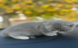British Shorthair cats for sale: British Shorthair kittens  - Image 26