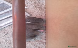 Staffordshire Bull Terrier dogs for sale: Blue staffordshire bull terrier pup - Advert 6