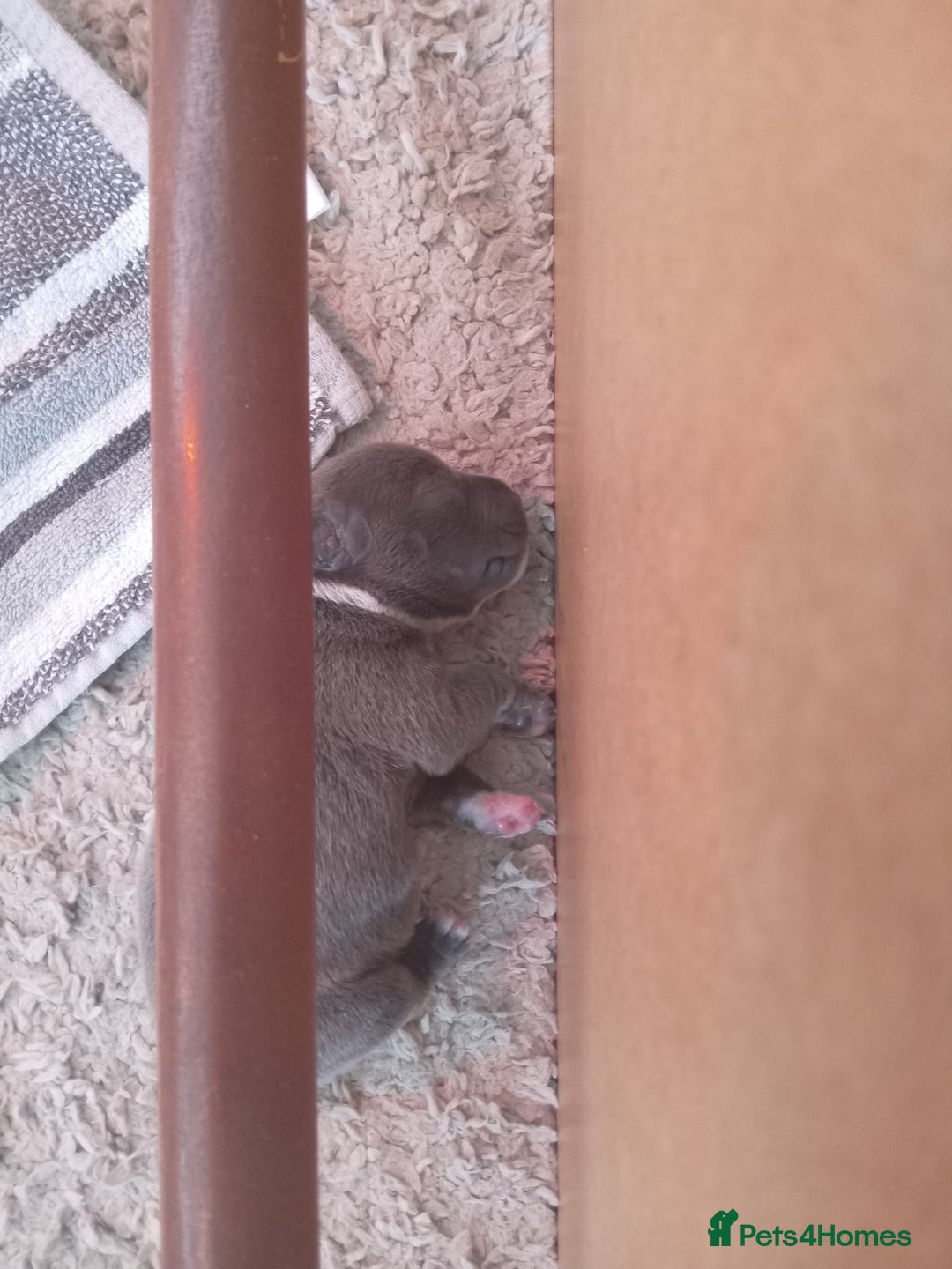 Staffordshire Bull Terrier dogs for sale: Blue staffordshire bull terrier pup - Advert 6