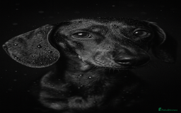 Dachshund dogs for stud: Miniature silver dapple at stud  in Darvel - Image 1