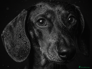 Dachshund dogs in Darvel - Advert 3