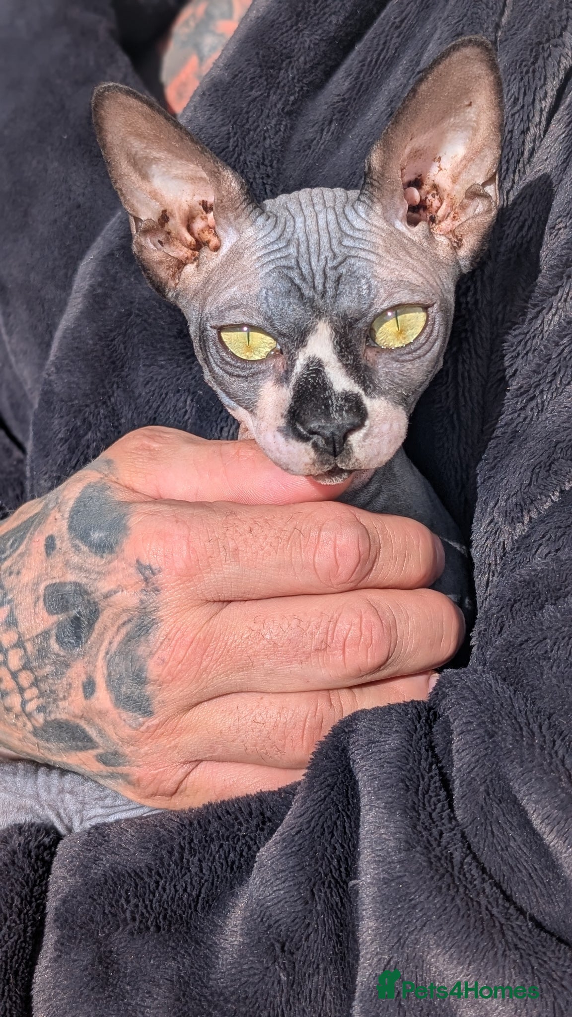 Sphynx cats Female sphinx for sale - Advert 15