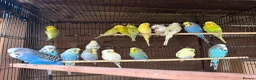 Budgerigars birds for sale: Budgies for sale  - Advert 4