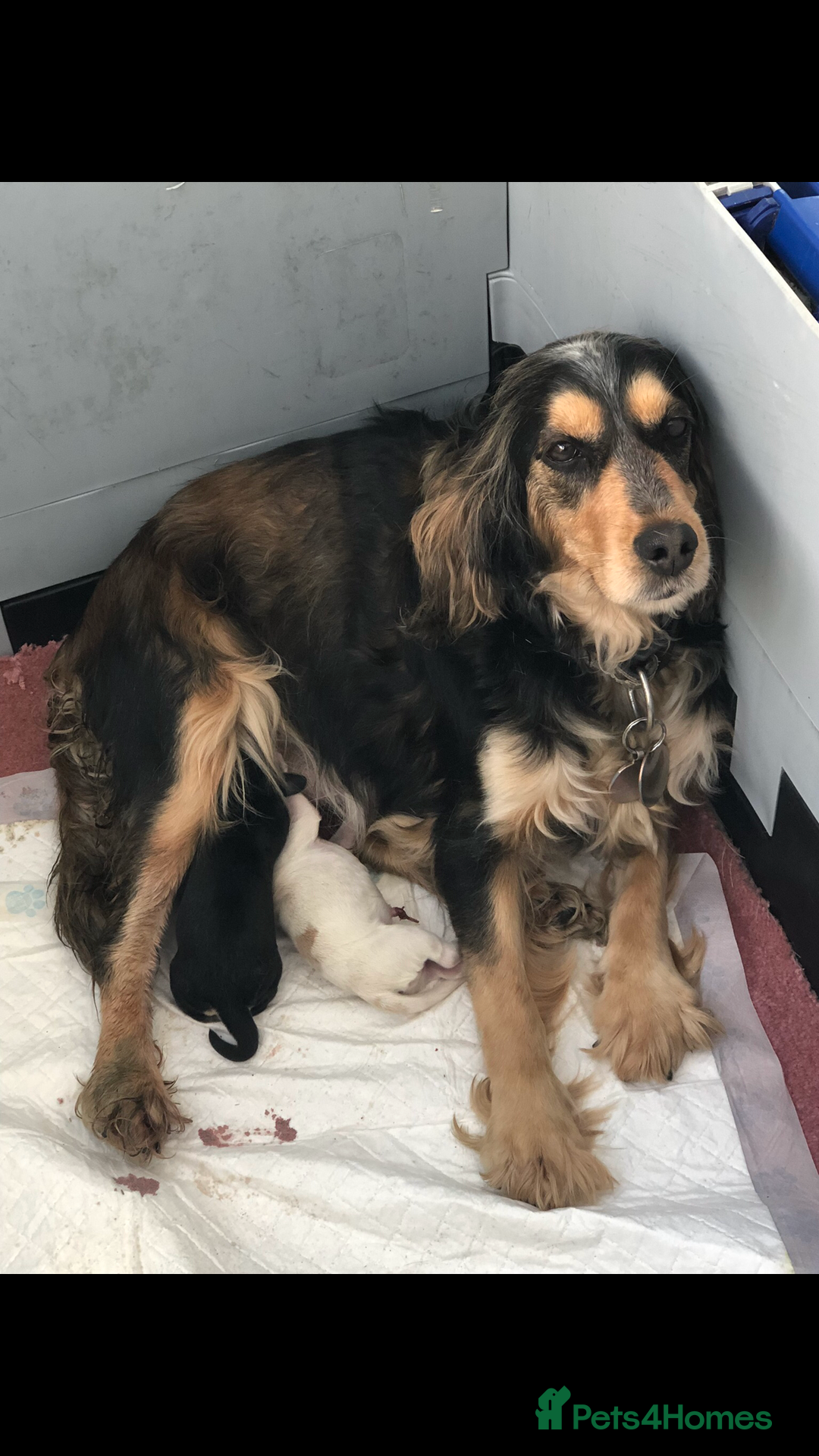 Cocker Spaniel dogs for sale: QUALITY QUALITY PURE BRED SHOW COCKER SPANIEL PUPS - Image 4