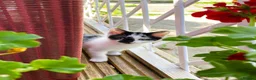 Mixed Breed cats for sale: 4 kittens ready for new homes today - Advert 14
