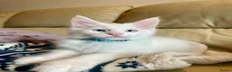 Maine Coon cats for sale: Purebred Maine Coon Boys Needing A Loving Home 😻 - Advert 15