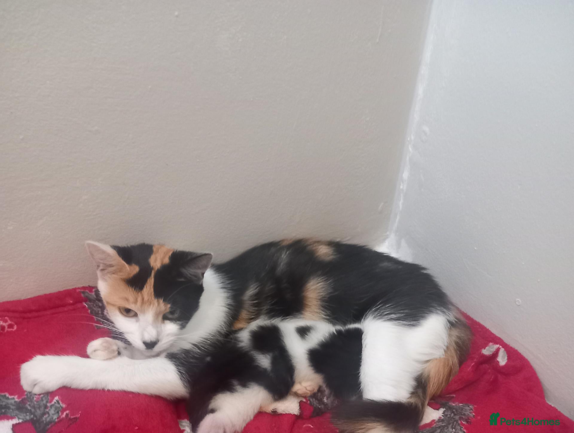 Mixed Breed cats Miss  - Advert 1
