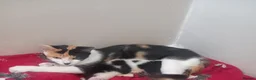 Mixed Breed cats for sale: Miss  in Falmouth - Advert 1