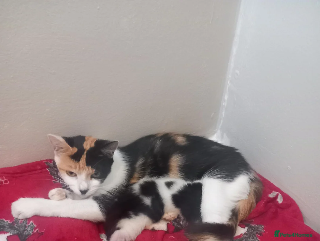 Mixed Breed cats for sale: Miss  in Falmouth - Advert 1