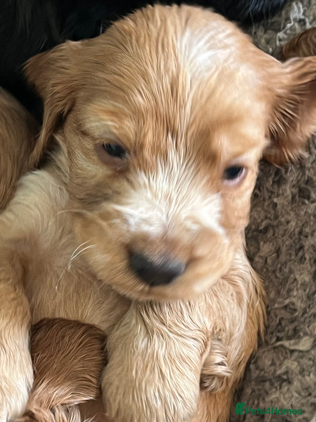 Cocker Spaniel dogs for sale: Stunning KC Reg Show Cocker, health tested mum - Image 4