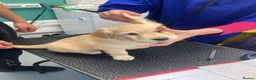 Golden Retriever dogs for sale: Golden retriever  in Romford - Advert 4