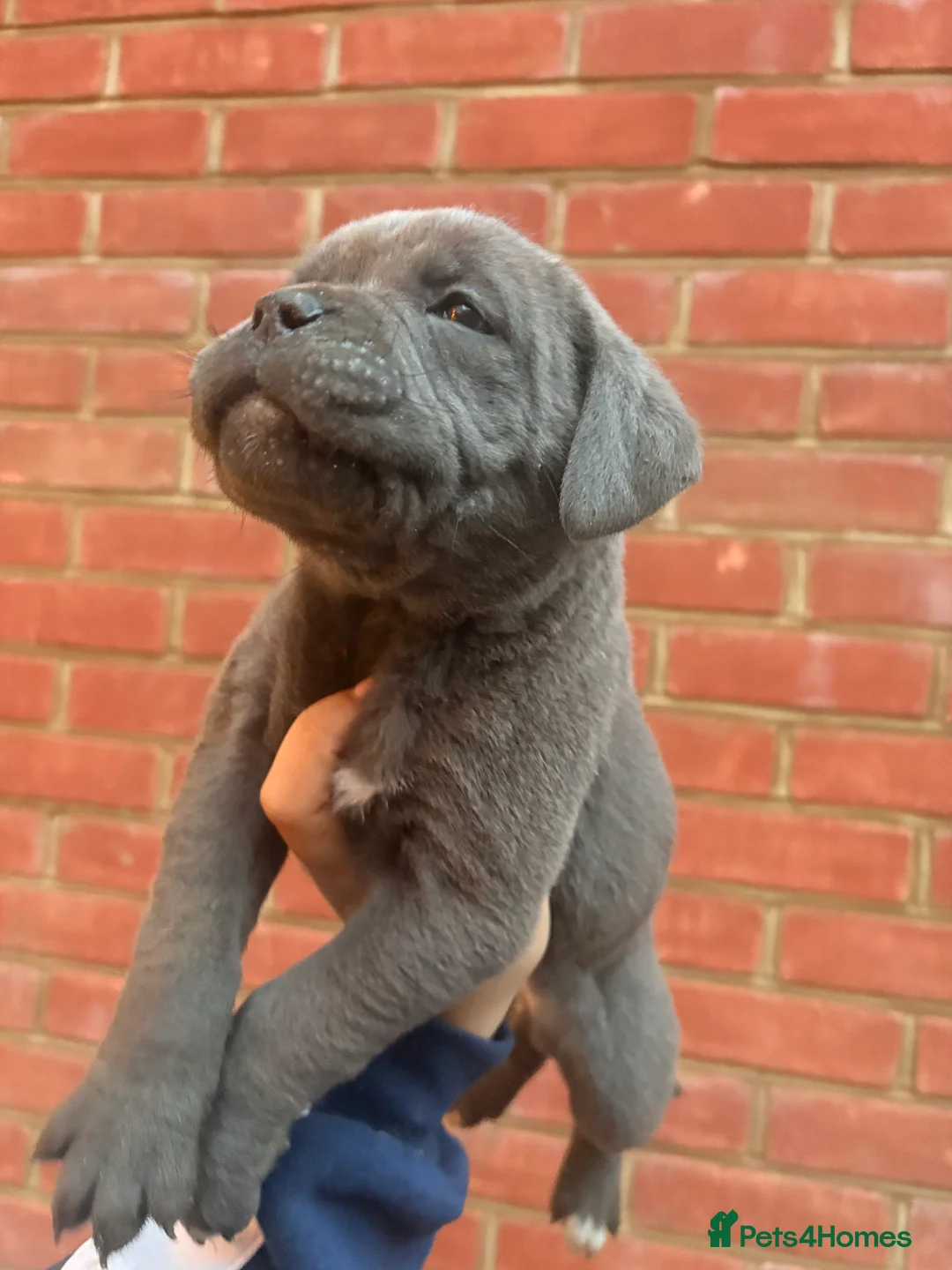 Mixed Breed dogs for sale: Puppies for Sale!! - Advert 10