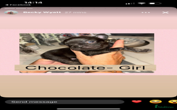 French Bulldog dogs for sale: KC French bulldog  - Image 11