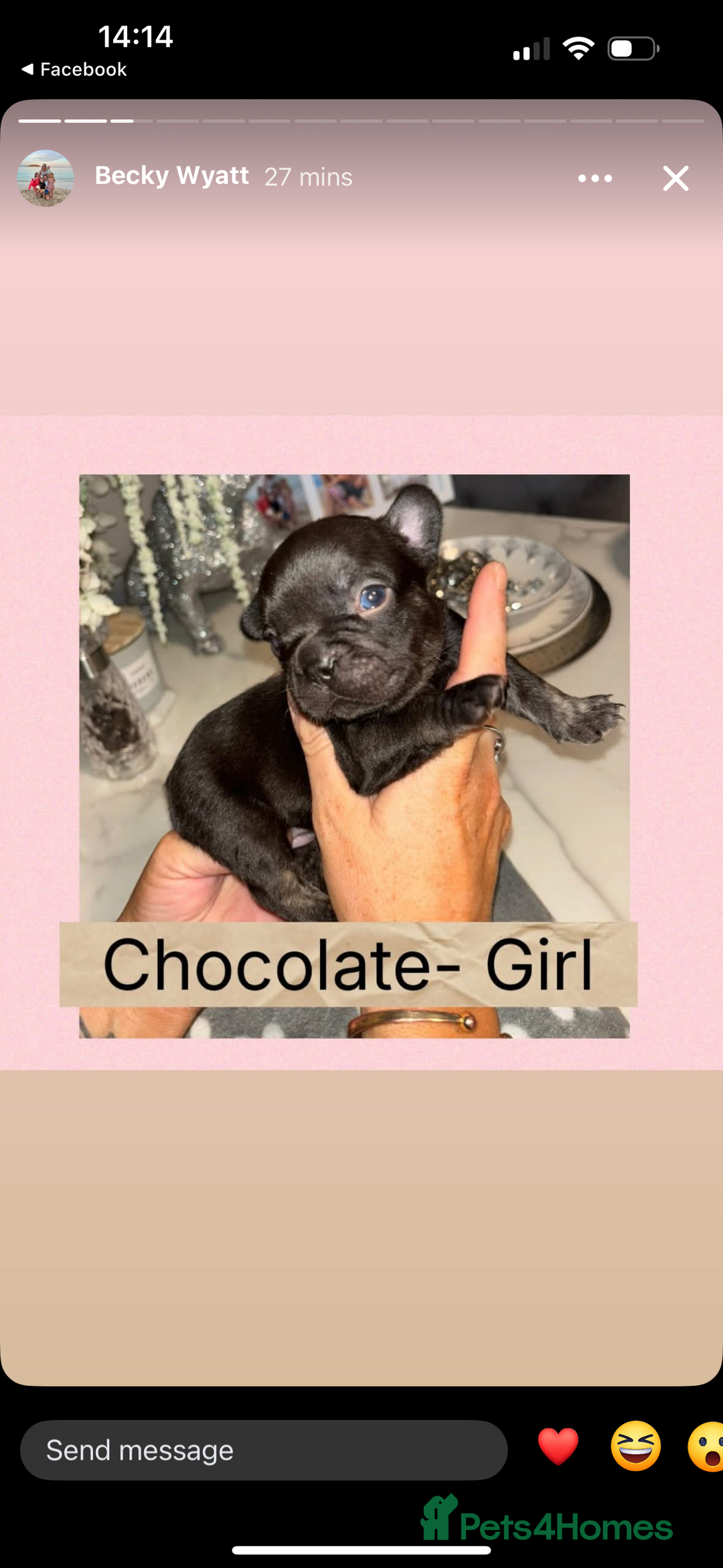 French Bulldog dogs for sale: KC French bulldog  - Image 11