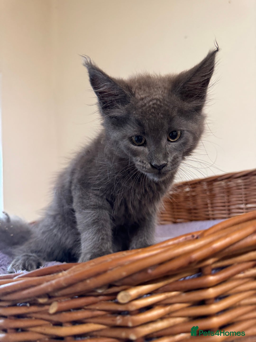 Maine Coon cats for sale: Beautiful GCCF kittens various colours - Image 33