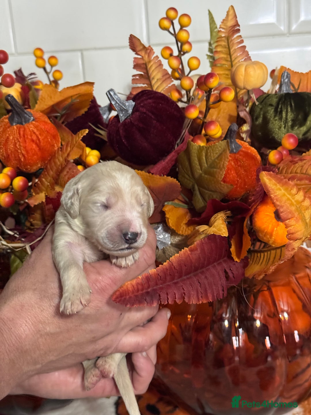 Mini Goldendoodle dogs for sale: 4 left mini gorgeous goldendoodles dna clear  - Image 6
