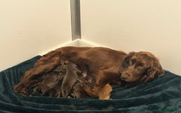 Cocker Spaniel dogs for sale: 5* Cocker Spaniel Puppy. - Image 2