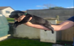 Labrador Retriever dogs for sale: Beautiful Labrador Puppies – 5 Girls & 3 Boys - Image 4