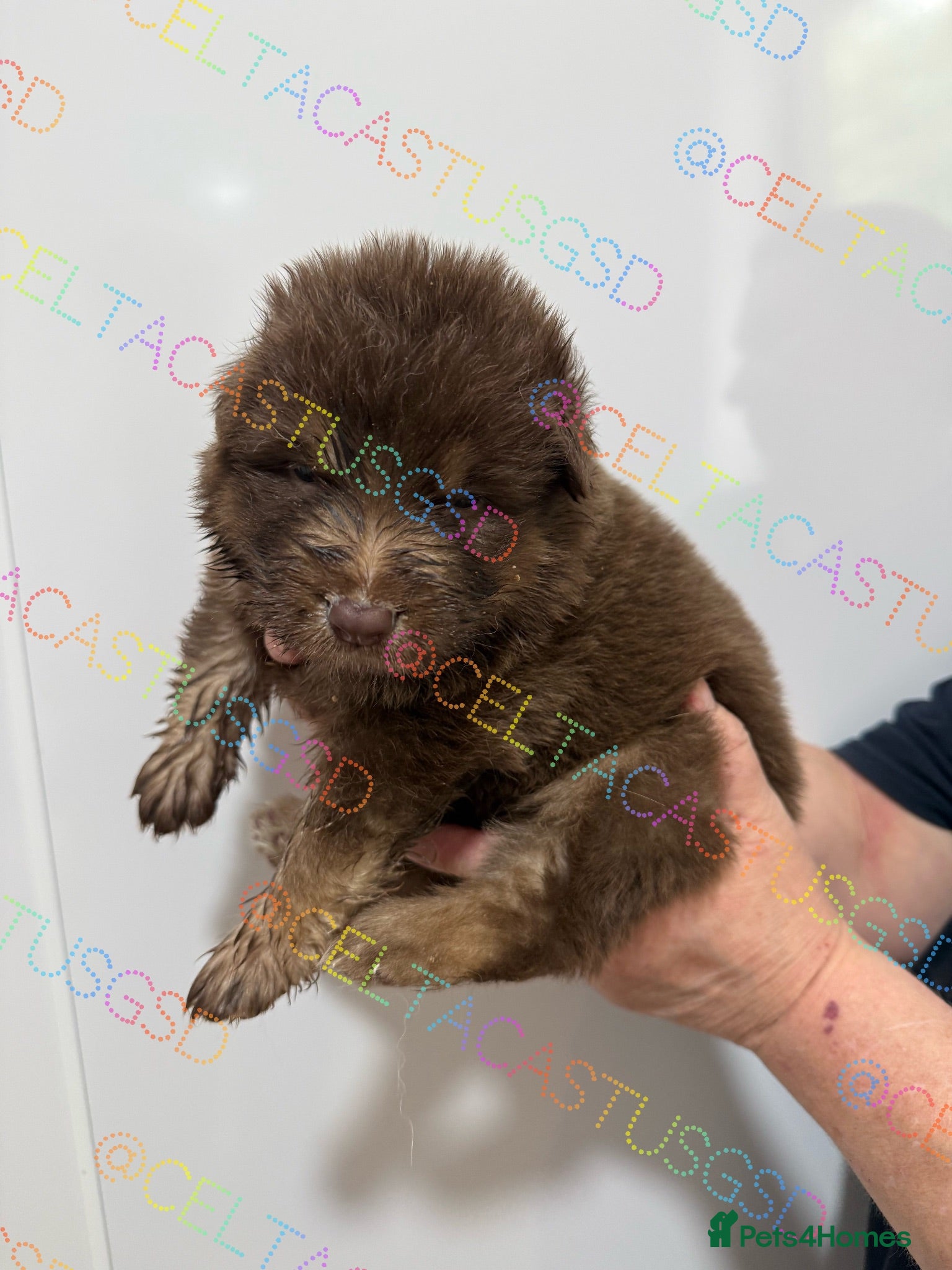 German Shepherd dogs Stunning kcreg GSD liver and tan long coats  - Advert 1
