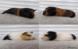Guinea Pig rodents for sale: Female baby guinea pigs - Ready to leave - Image 4