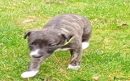 Whippet dogs for sale: Quality KC reg Whippet Puppies - Image 29