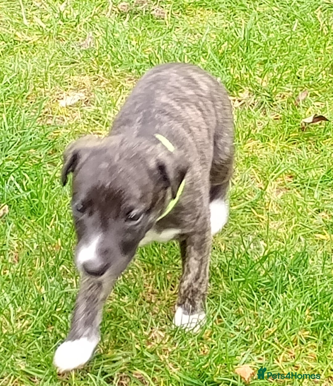 Whippet dogs for sale: Quality KC reg Whippet Puppies - Image 29