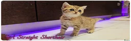 Scottish Fold cats for sale: Scottish fold - Advert 4