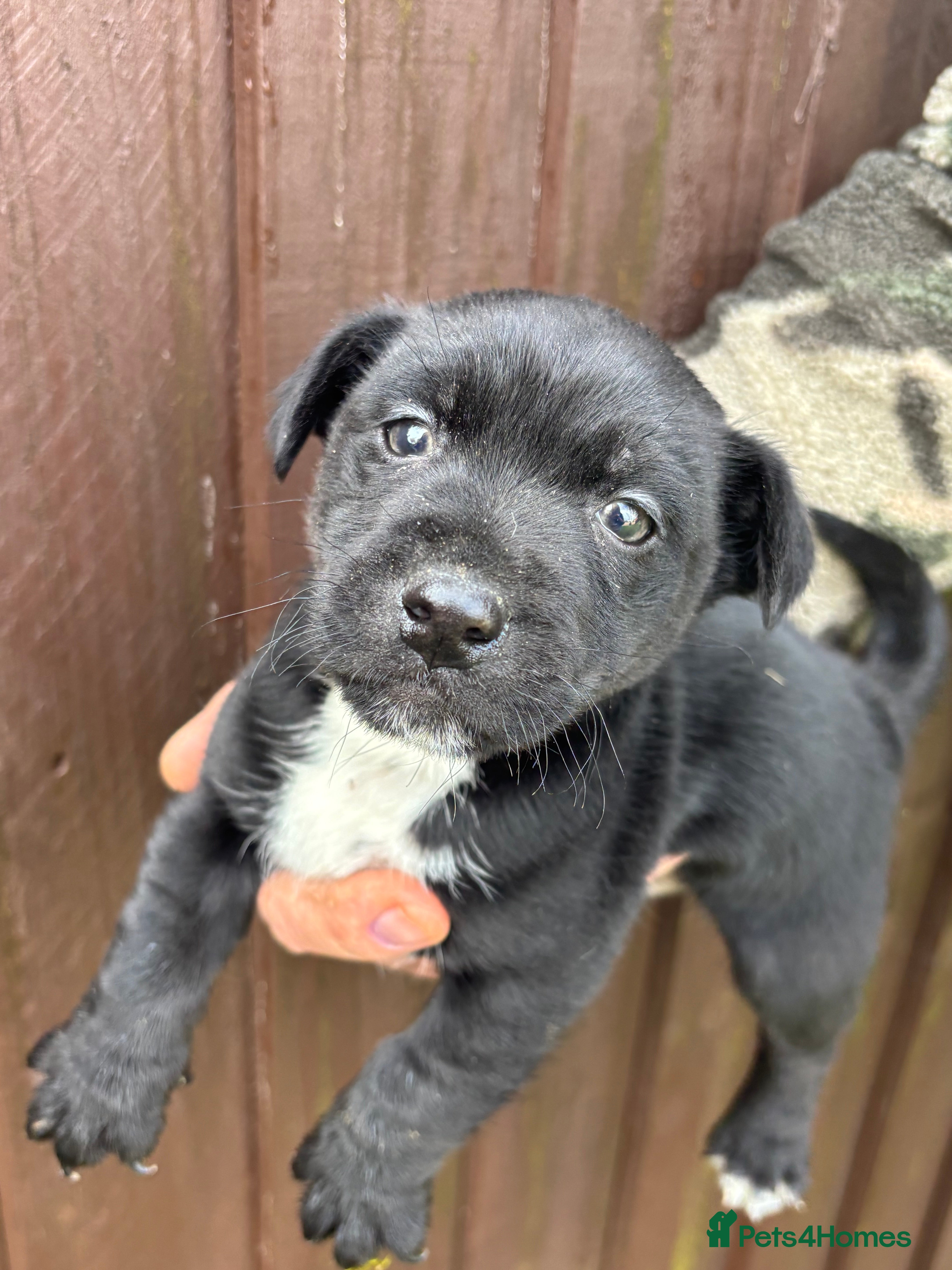 Patterjack dogs Our beautiful patter-jack boy for sale - Advert 18