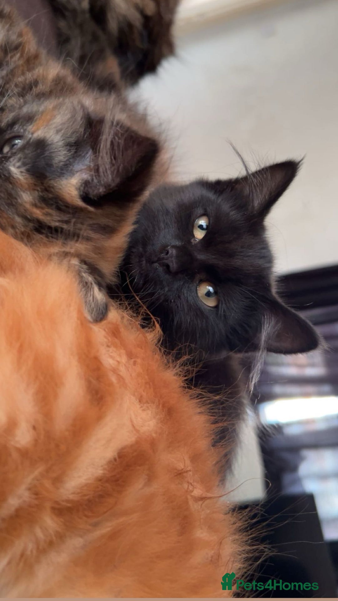Mixed Breed cats for sale: FREE TO A LOVING HOME - Image 1