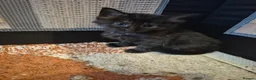 Mixed Breed cats for sale: Adorable kittens needing loving forever home in Tredegar - Advert 5