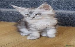 Maine Coon cats for sale: pure reg maine coon kittens - Image 4
