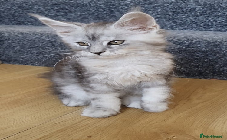 Maine Coon cats - Advert 1