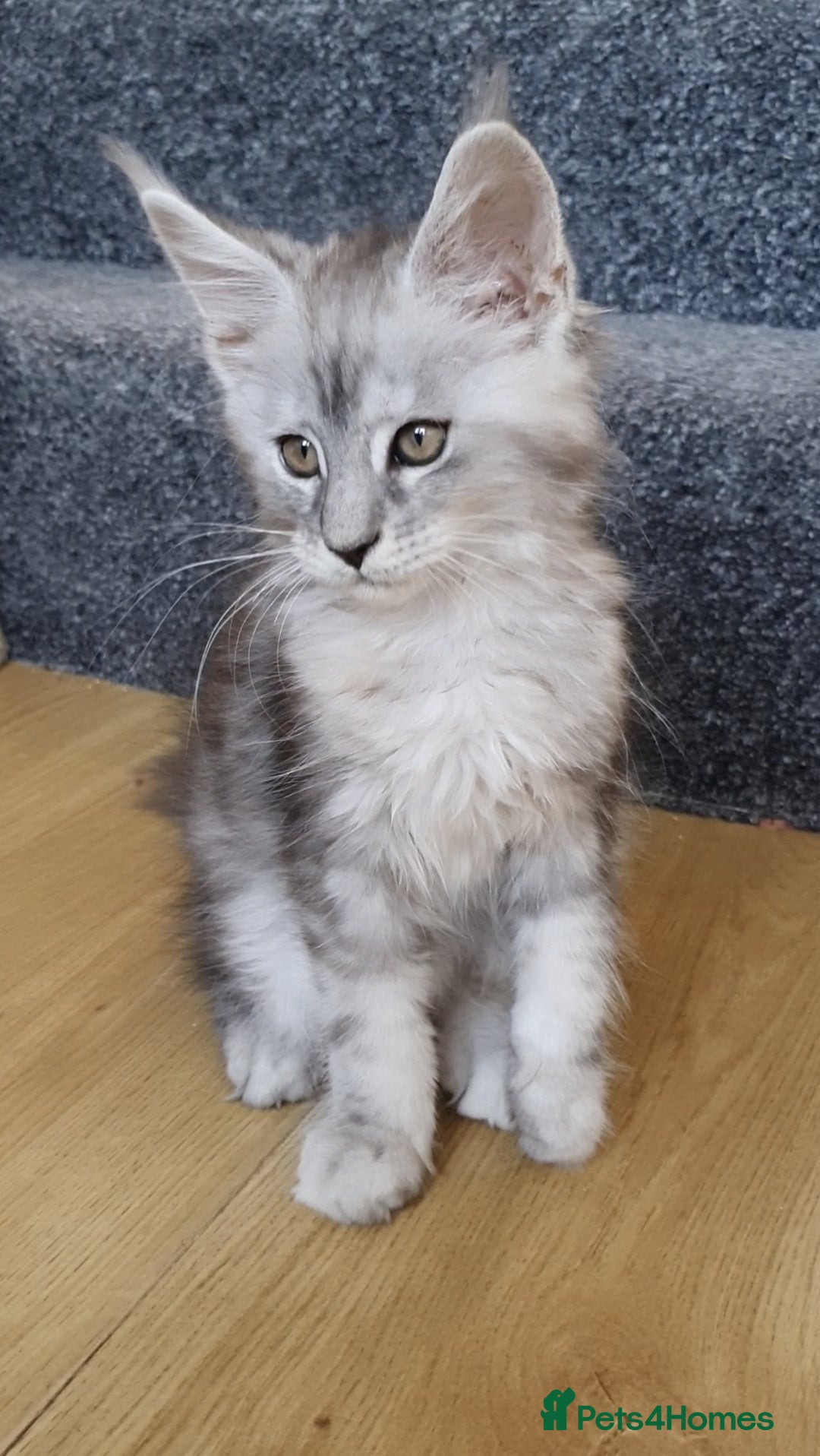Maine Coon cats for sale: pure reg maine coon kittens - Image 4