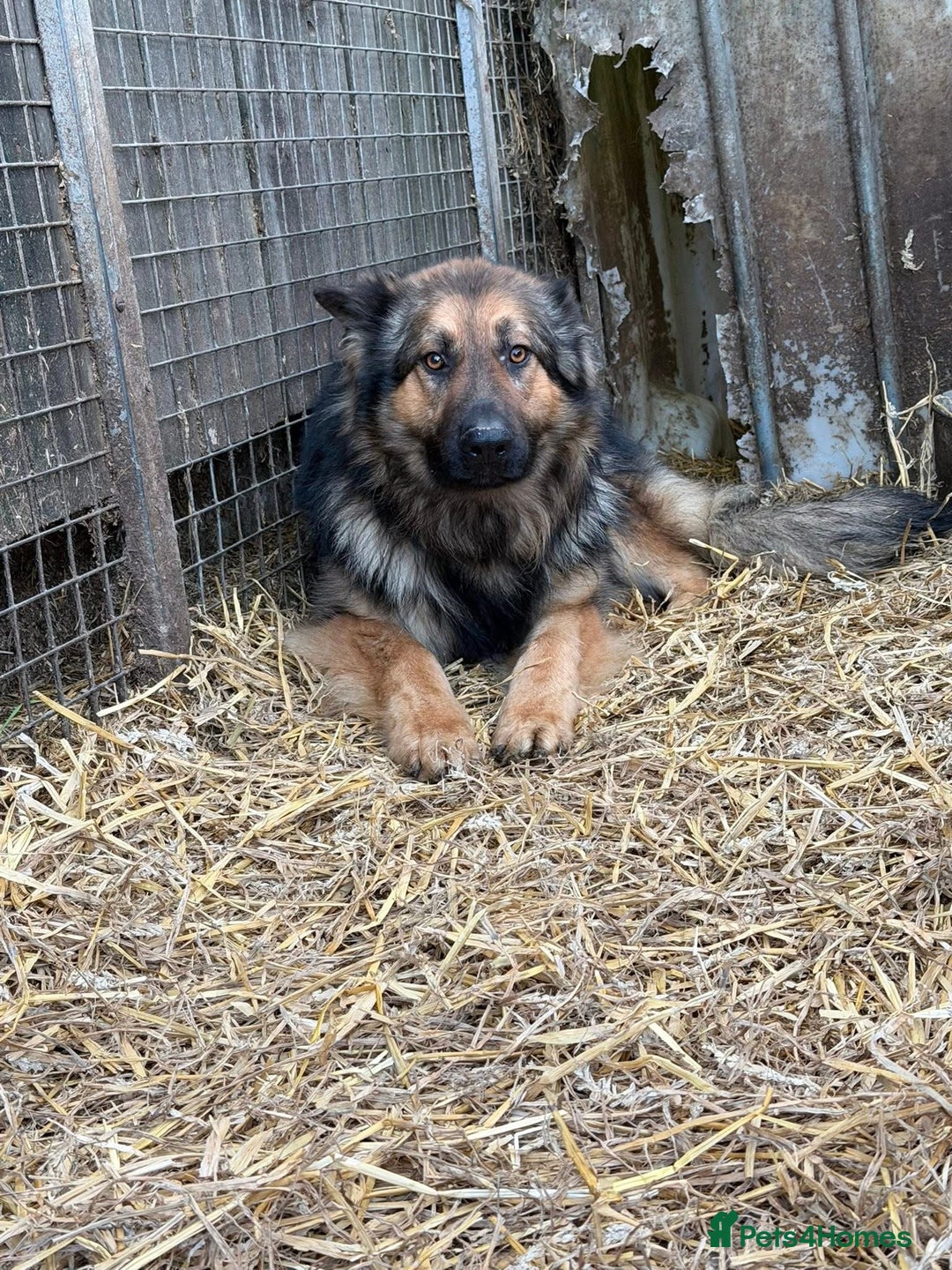 German Shepherd dogs for sale: German shepherd puppy - Advert 5