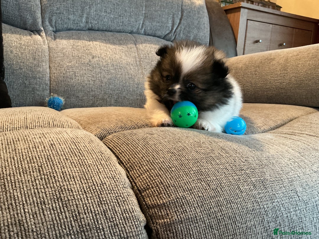 Pomeranian dogs for sale: Tiny toy size parti-Pomeranian 8 weeks ready now - Advert 5