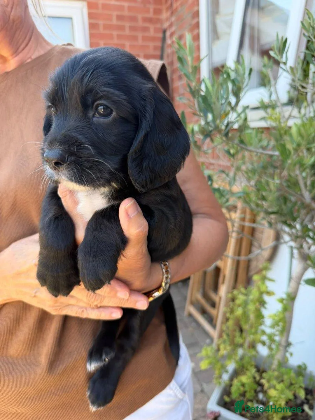 Sprocker dogs for sale: Gorgeous Sprocker Puppies Ready for loving Homes in Hull - Advert 6